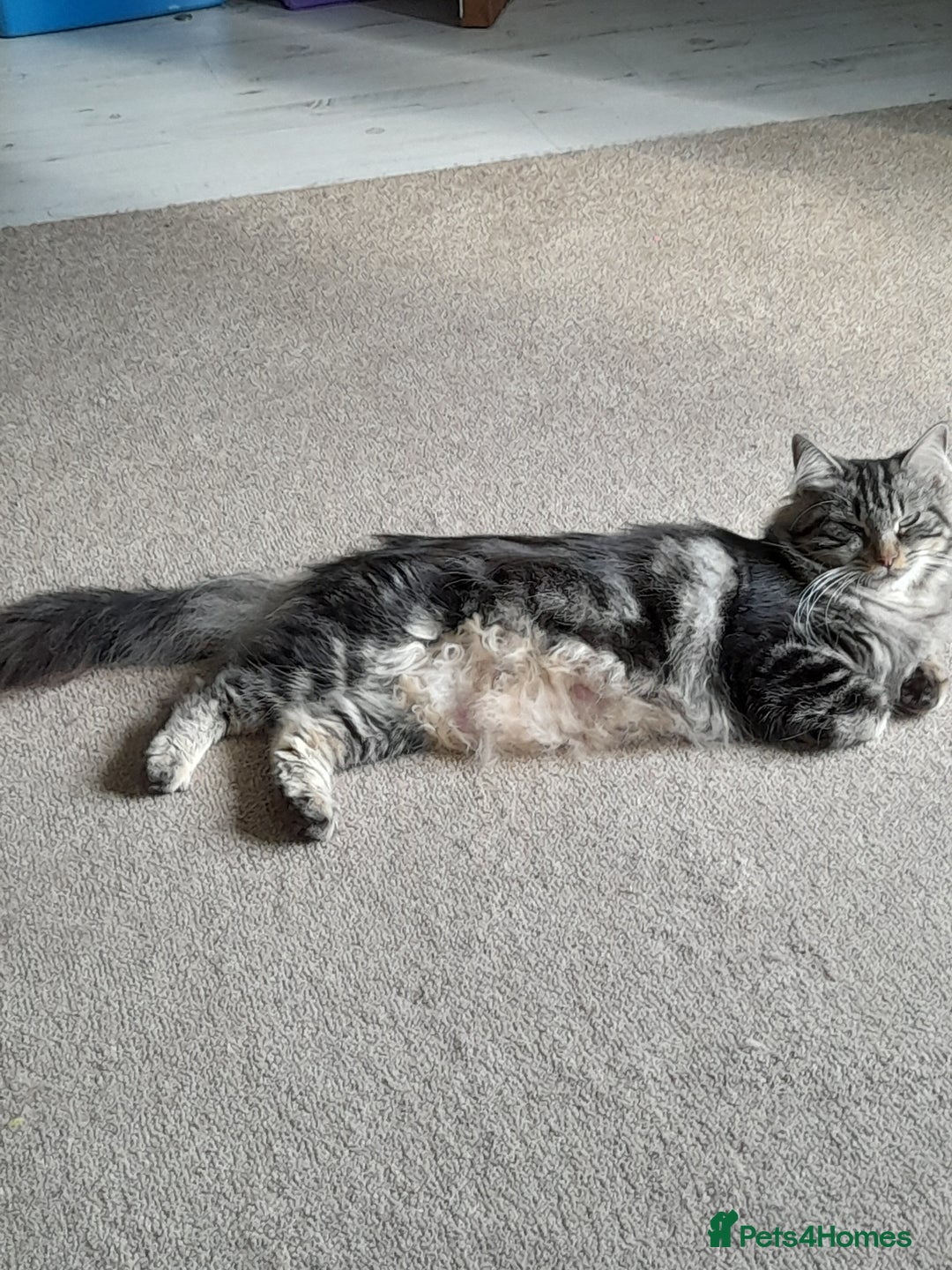 Norwegian Forest Cat cats for sale: Norwegian forest x kittens - Image 7