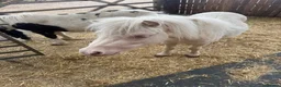 Shetland pony horses for sale: Shetland ponies - Advert 1