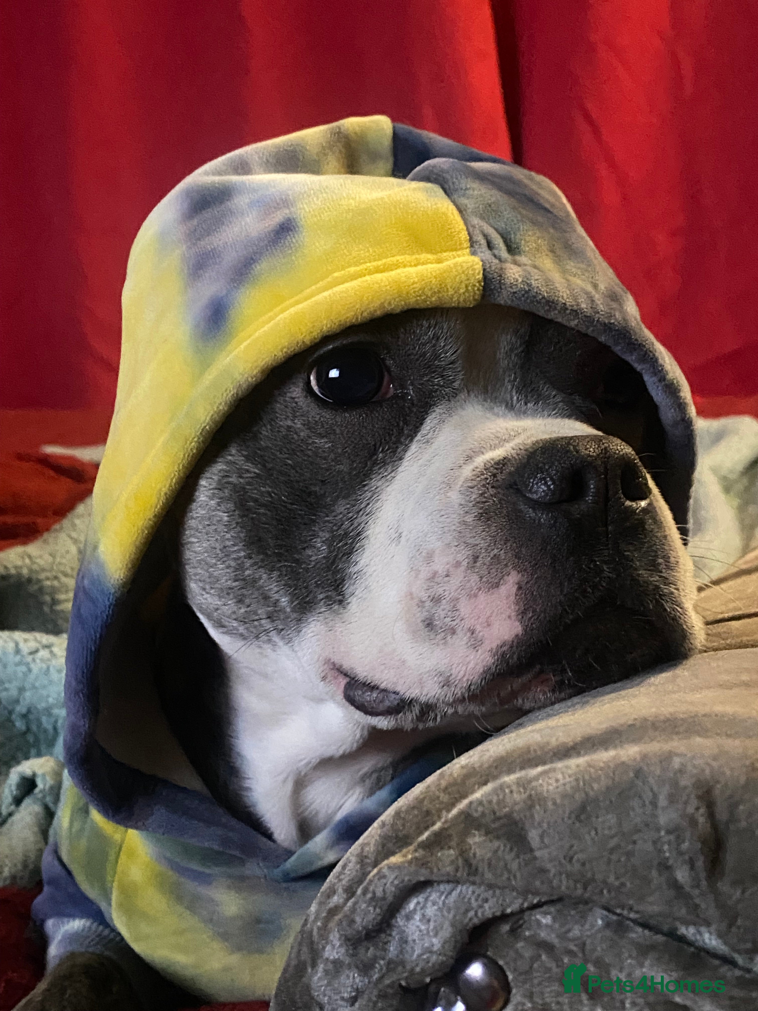 Staffordshire Bull Terrier dogs Staffordshire Bull Terrier x Bulldog - Advert 1