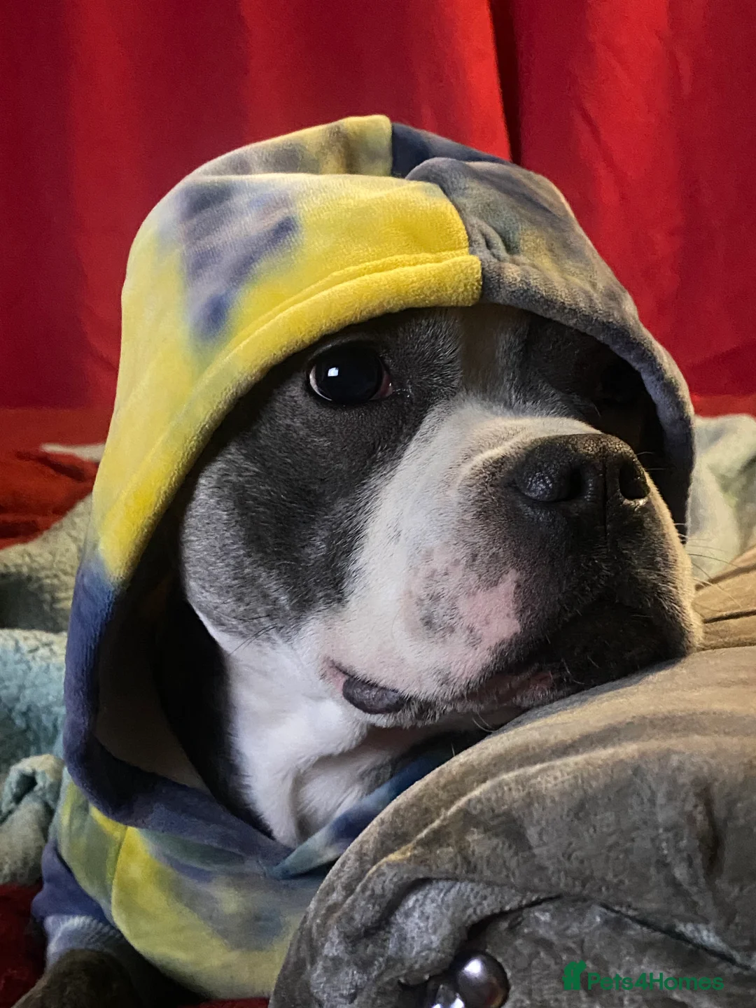 Staffordshire Bull Terrier dogs for sale: Staffordshire Bull Terrier x Bulldog - Advert 1