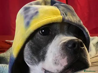 Staffordshire Bull Terrier dogs Staffordshire Bull Terrier x Bulldog - Advert 1