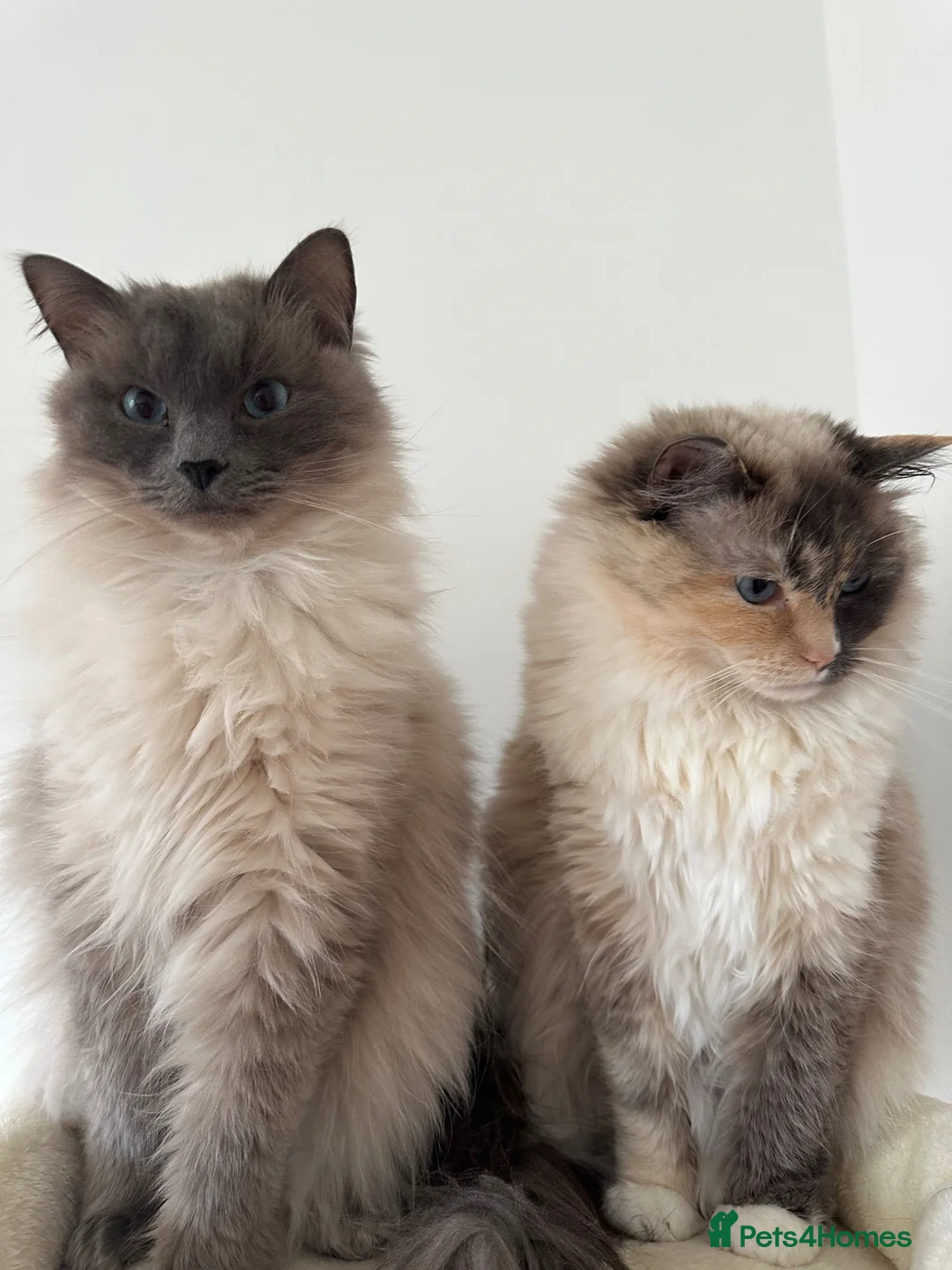 Ragdoll cats for sale: Male ragdoll - rehome - Advert 4