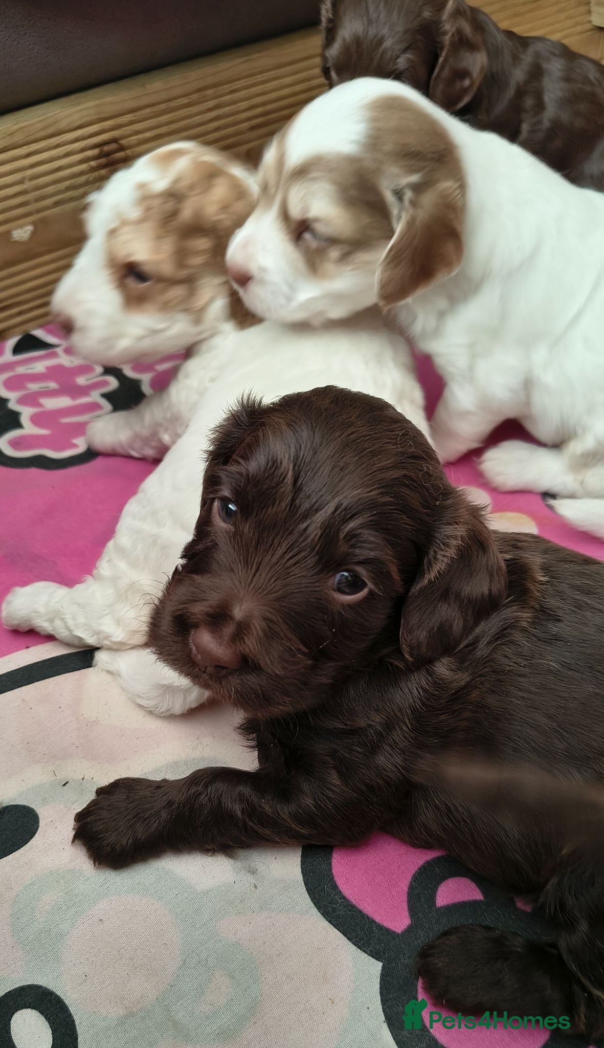 Cockapoo dogs Stunning F2 cockapoo puppies 5 weeks old - Advert 16