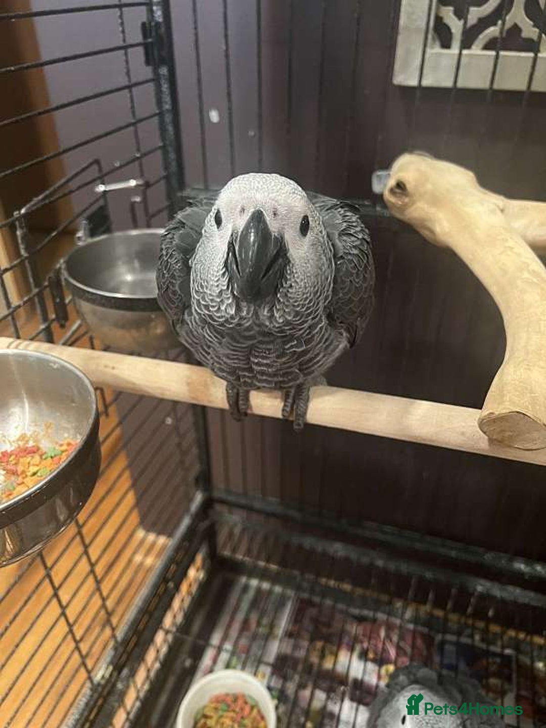 Parrots birds for sale: Hand Fed African Grey Babies - Advert 2