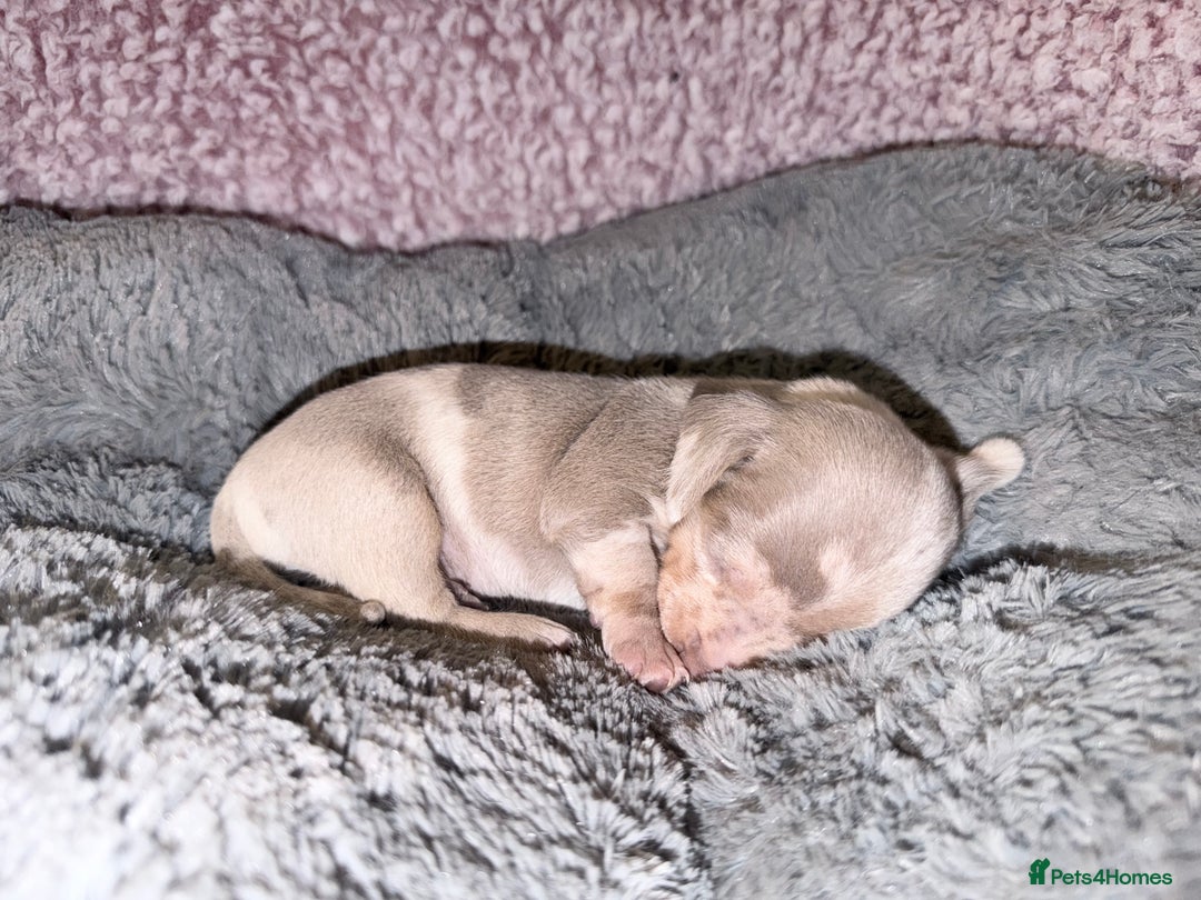 Miniature Dachshund dogs for sale: Stunning kc reg miniature dachshund puppies - Advert 4