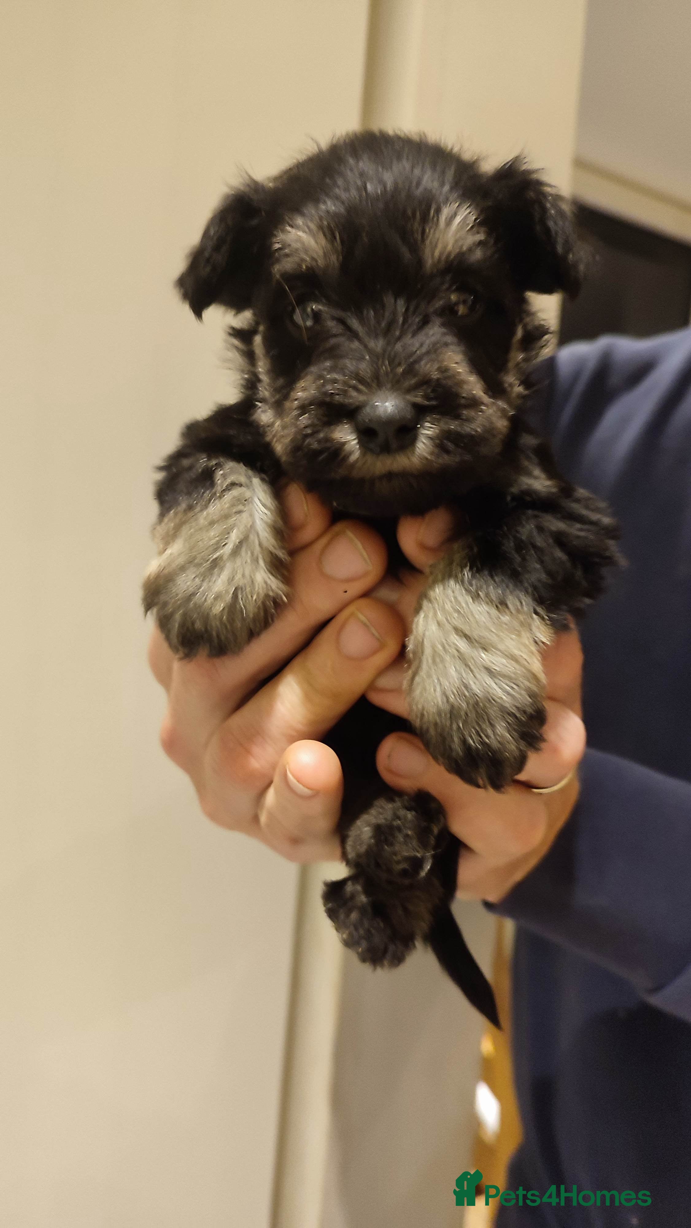 Miniature Schnauzer dogs Fully health tested and KC registered  - Advert 3