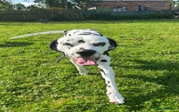 Dalmatian dogs for sale: Beautiful Happy Neutered Boy  - Image 9