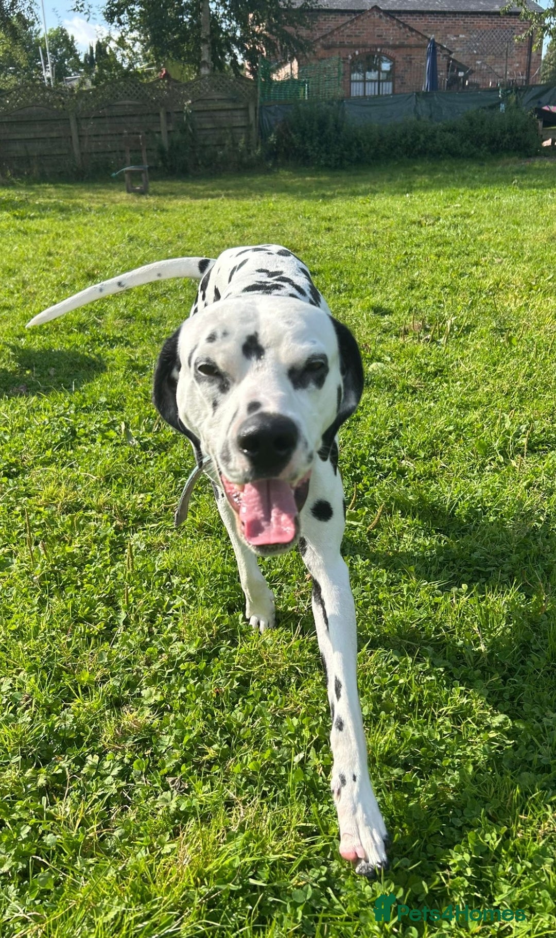 Dalmatian dogs for sale: Beautiful Happy Neutered Boy  - Image 9