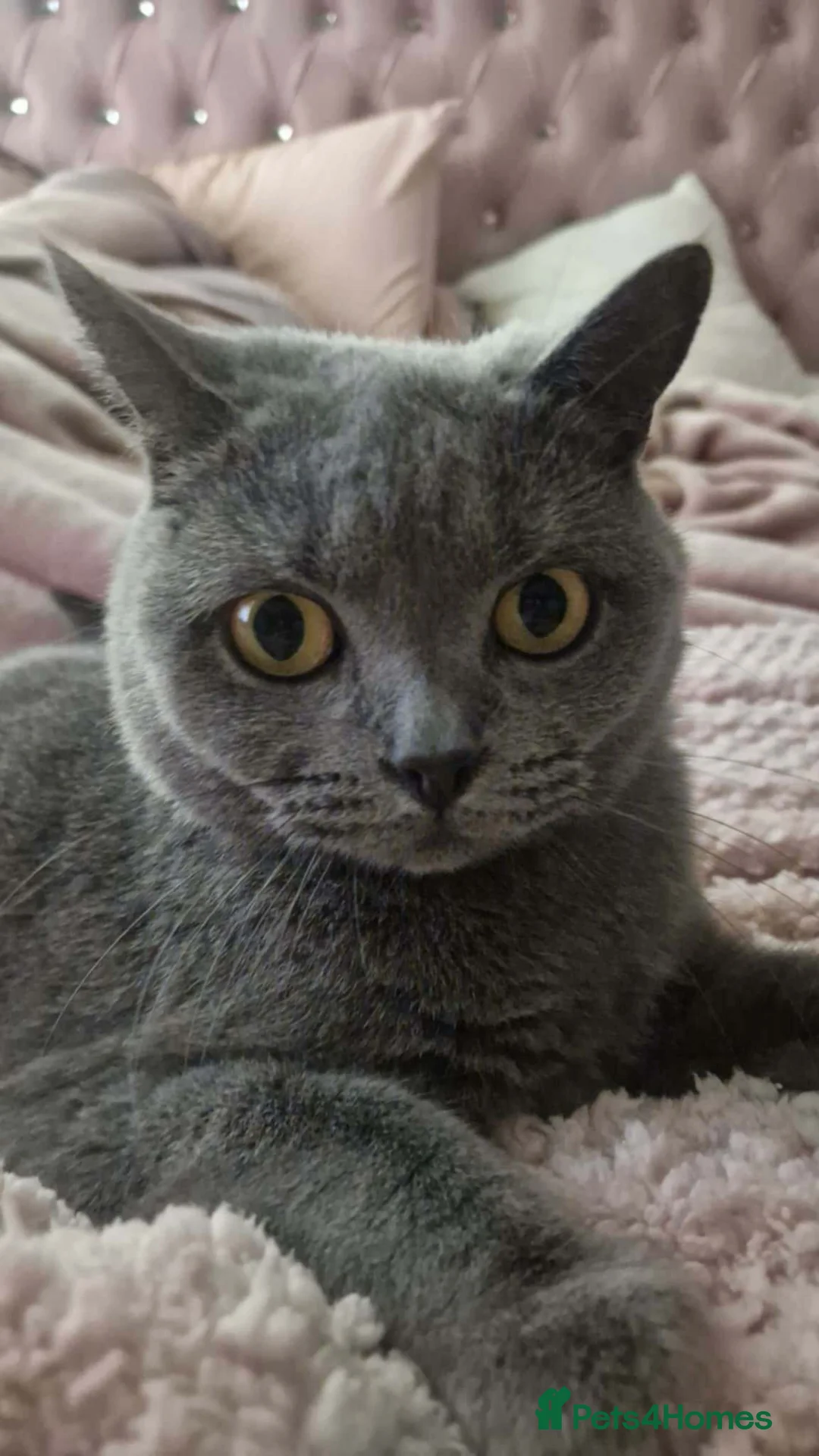 British Shorthair cats for sale: Saffron - Advert 4