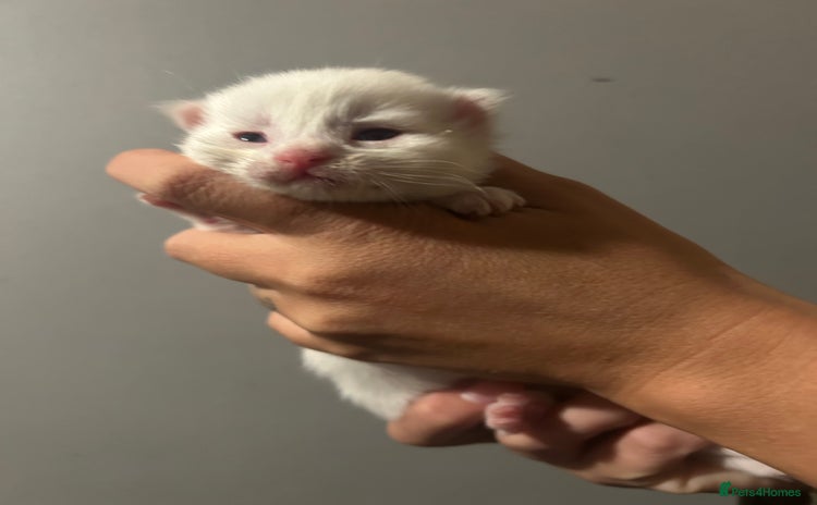 Maine Coon cats - Advert 9