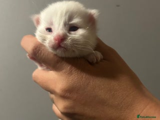 Maine Coon cats Stunning Maine coon kittens 1 female left - Advert 13