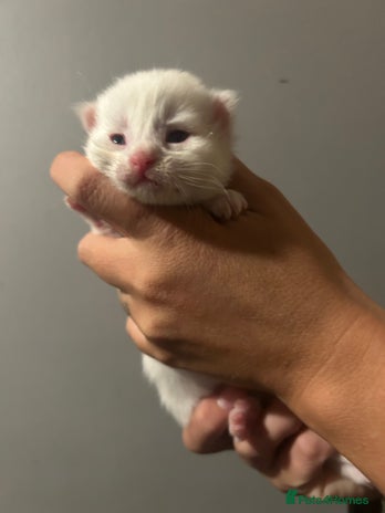 Maine Coon cats - Advert 9