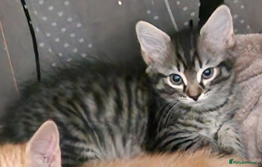 Mixed Breed cats for sale: Gorgeous Bundle Of Fluffy Kittens - Image 10