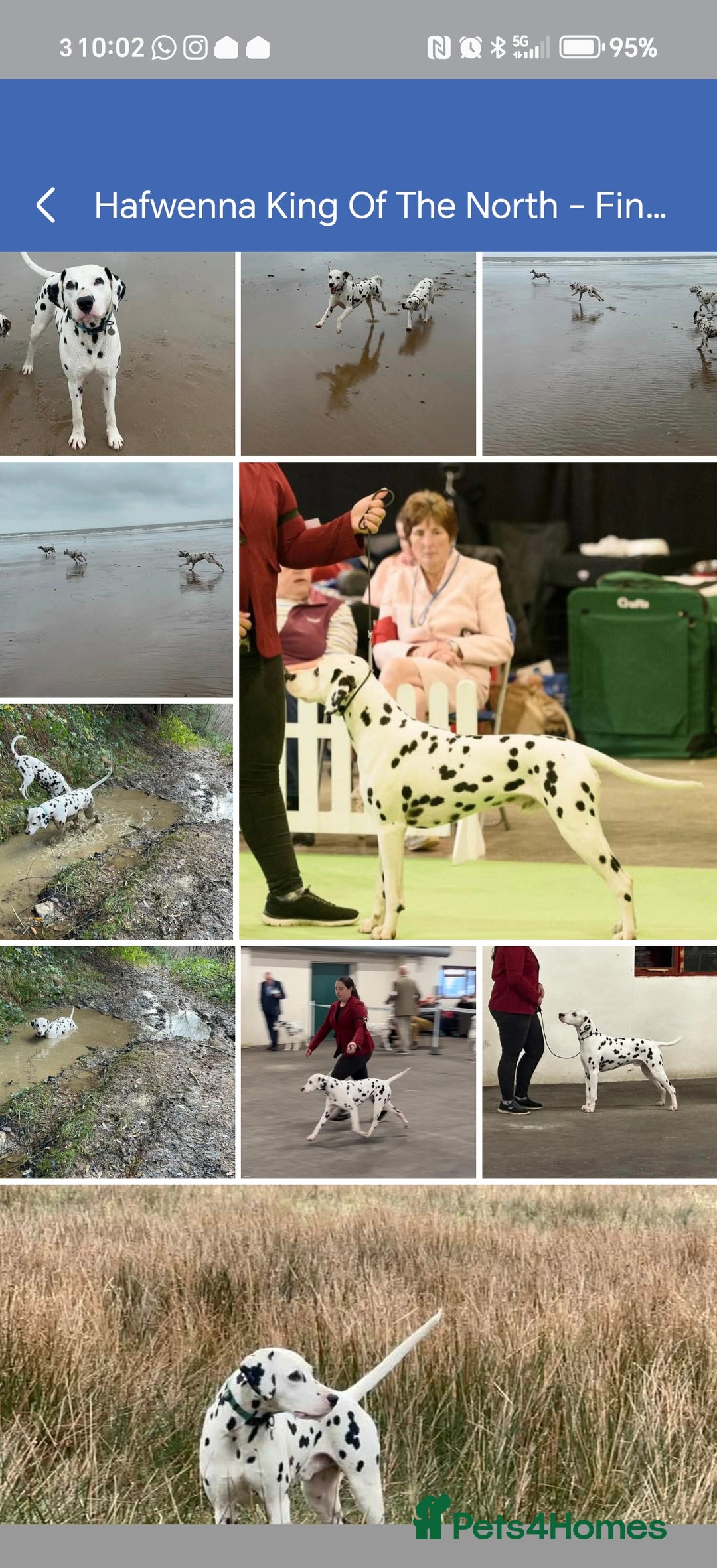 Dalmatian dogs for sale: Ready now - Champion Boys in the making!! - Advert 6
