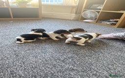 Jack Russell dogs for sale: Jack Russell  - Image 11