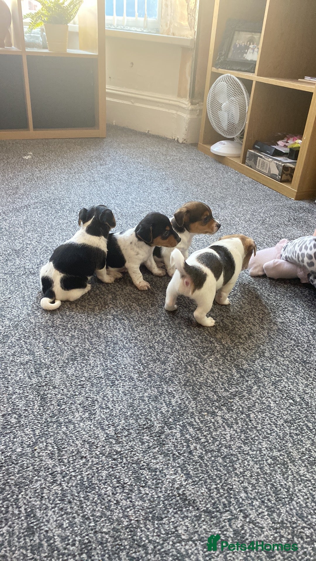 Jack Russell dogs for sale: Jack Russell  - Image 11