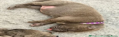 Cane Corso 4