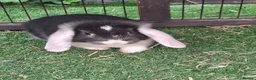 Mini Lop rabbits for sale: Mini lop - Advert 15