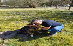 Mixed Breed dogs for adoption: Meet Little BEAR, a Lovely but naughty Boy... - Image 24