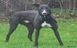 Greyhound dogs for adoption: Draw greyhound dream to walk ready for adoption  - Image 3