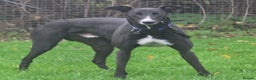 Greyhound dogs for adoption: Draw greyhound dream to walk ready for adoption  - Advert 3