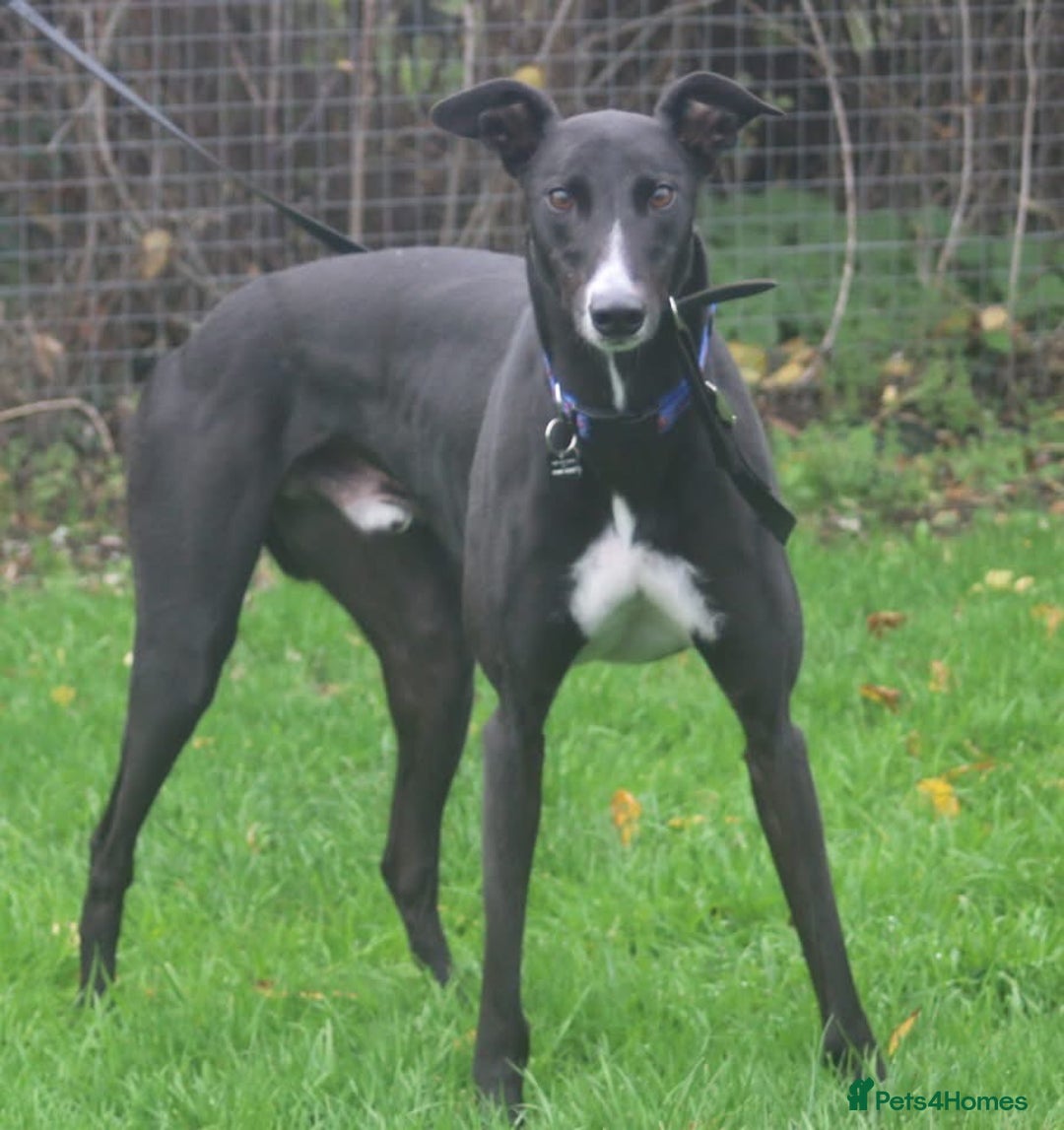 Greyhound dogs for adoption: Draw greyhound dream to walk ready for adoption  - Image 3