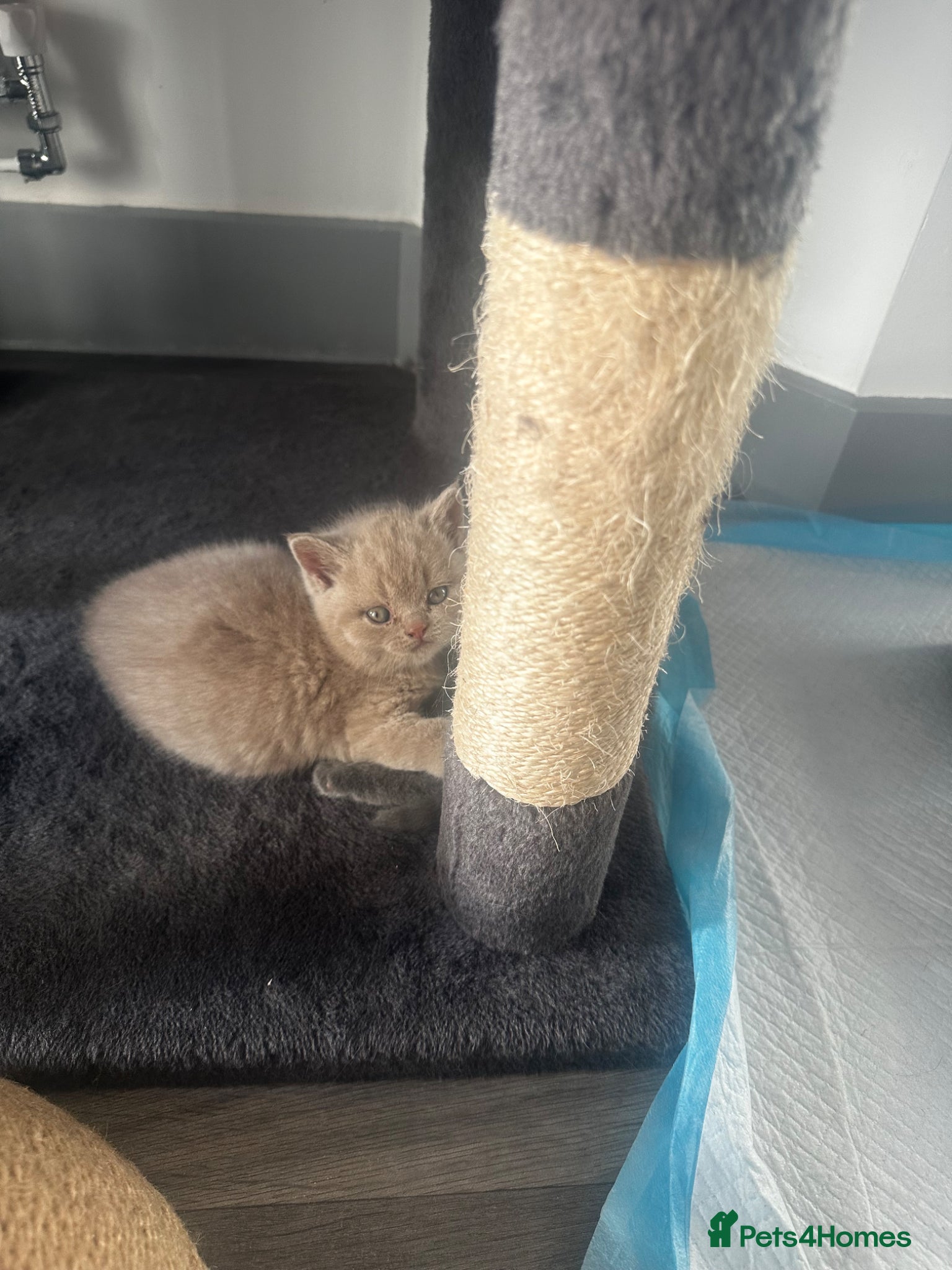 British Shorthair cats Fluffy British Shorthair - Advert 2