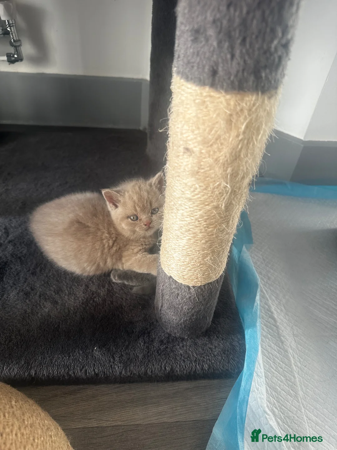 British Shorthair cats for sale: Fluffy British Shorthair - Advert 1