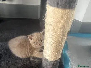 British Shorthair cats Fluffy British Shorthair - Advert 2