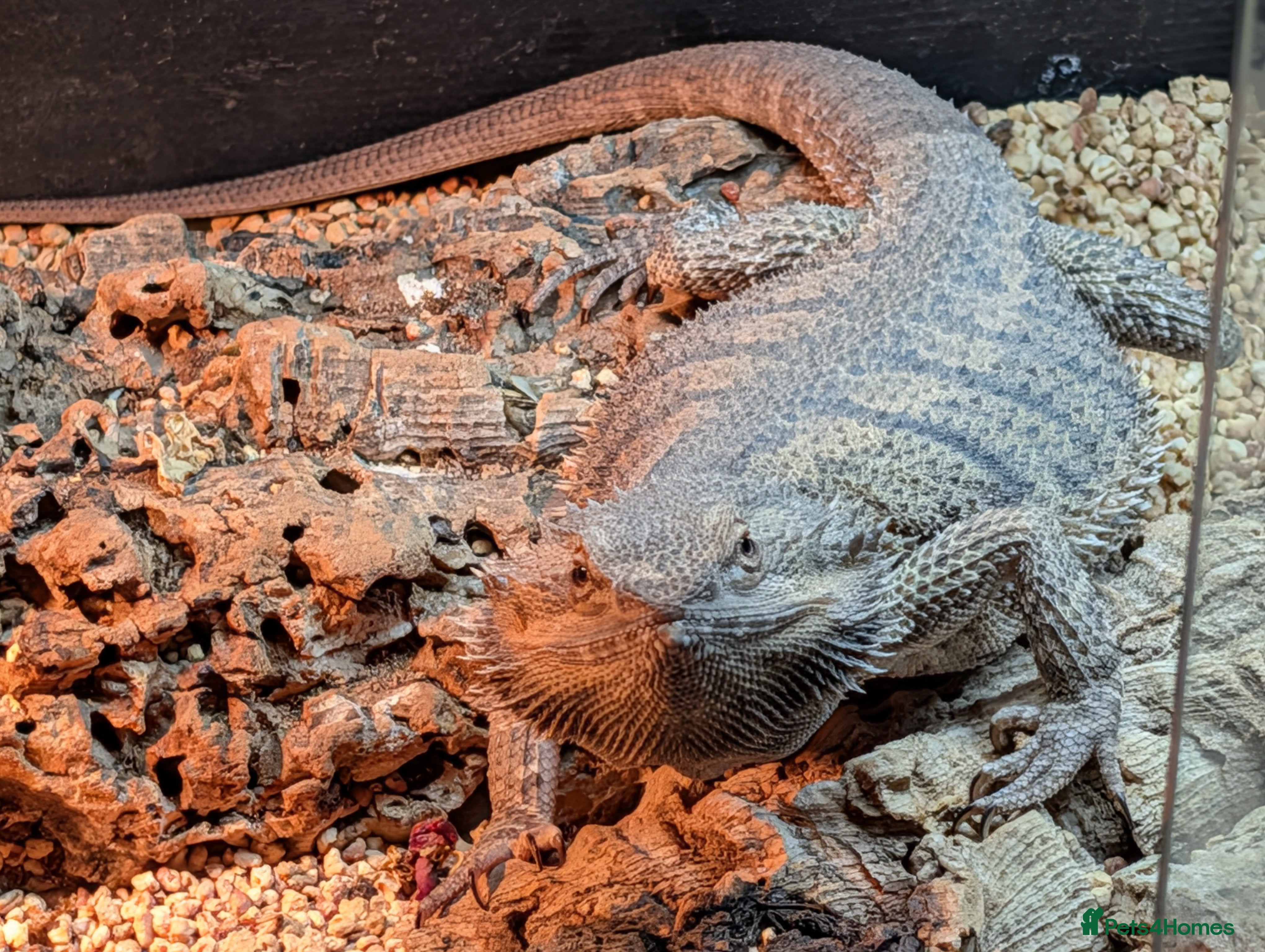 Bearded Dragon reptiles Roxy the bearded dragon - Advert 1