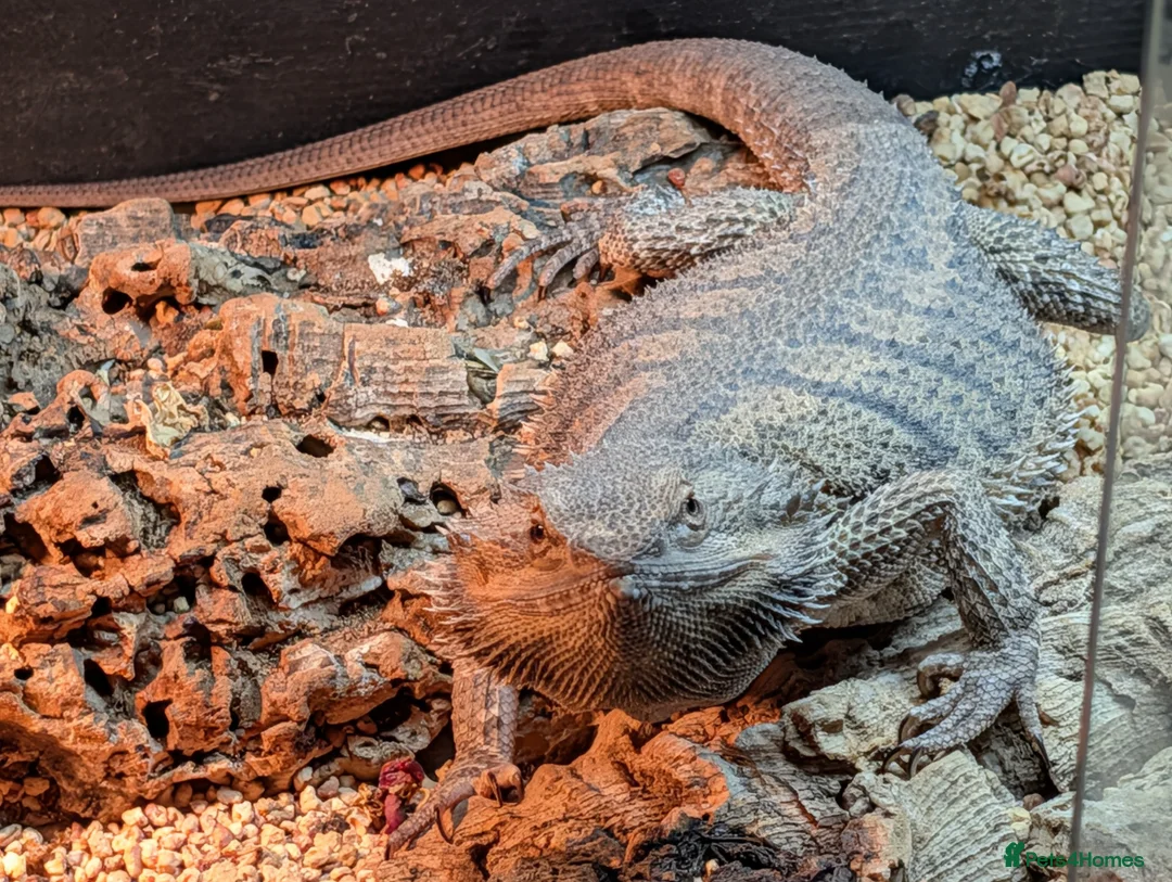 Bearded Dragon reptiles for sale: Roxy the bearded dragon - Advert 1