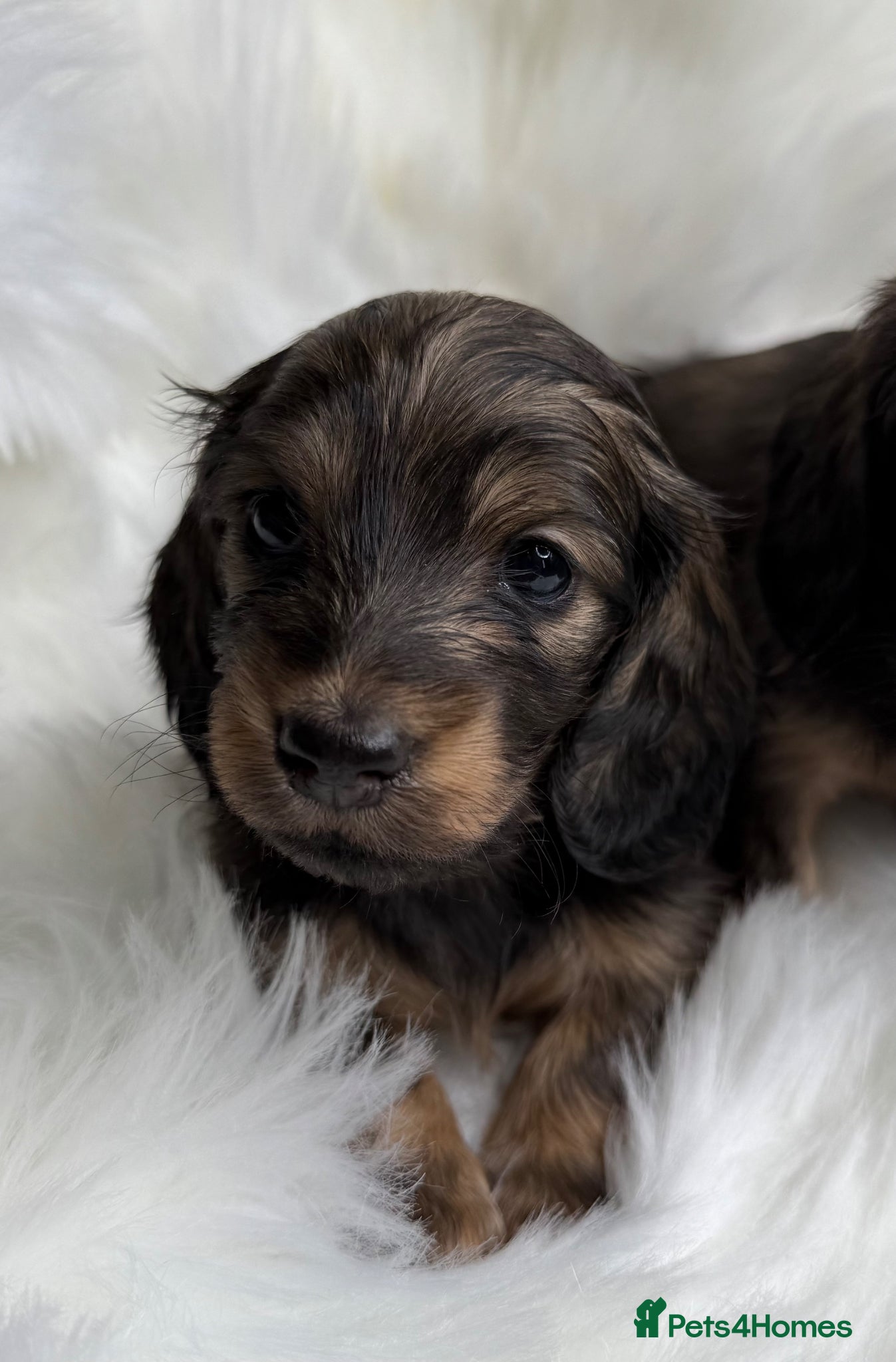 Miniature Dachshund dogs Kc Registered Miniature Dachshunds at Westfena  - Advert 4