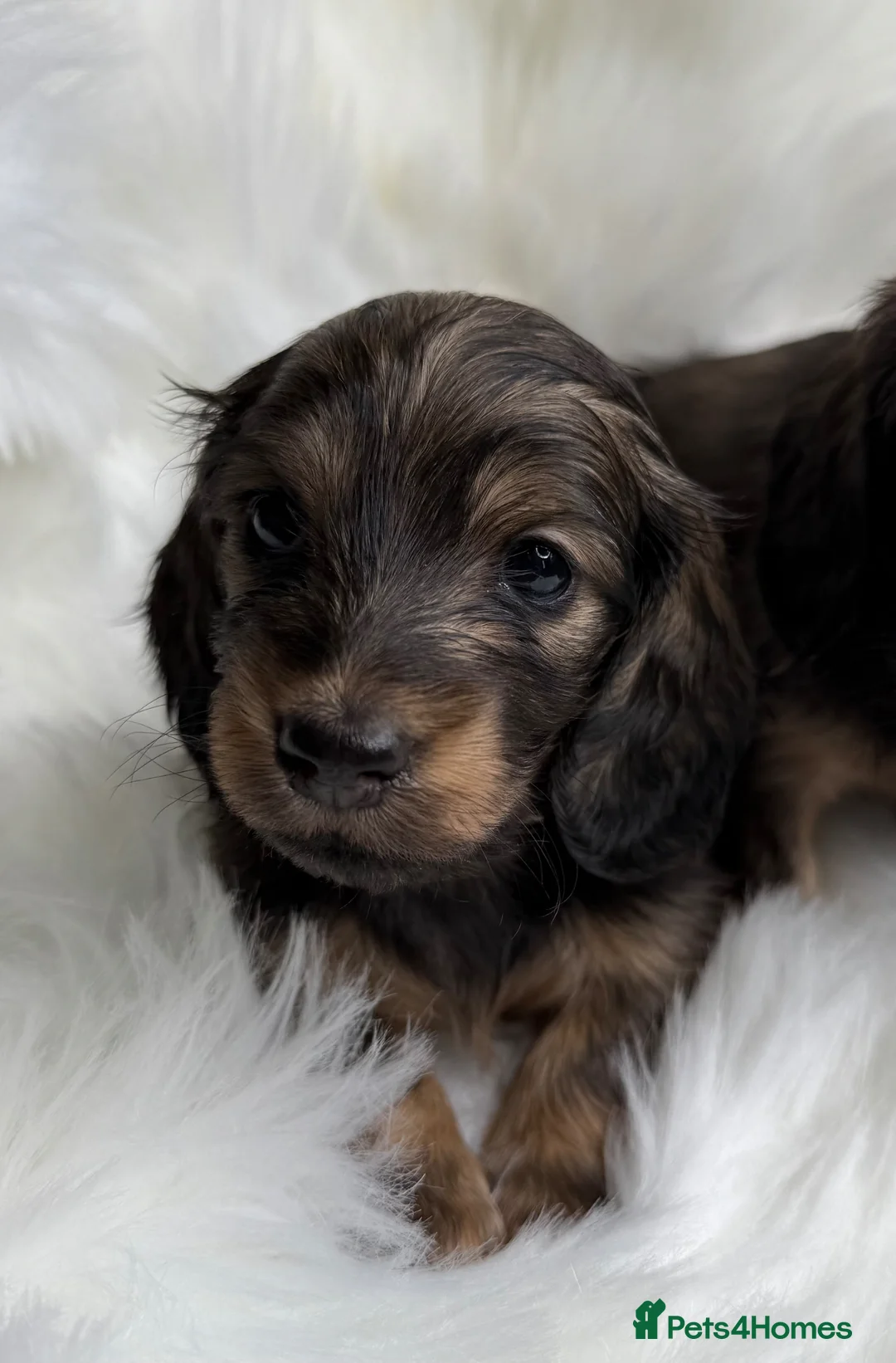 Miniature Dachshund dogs for sale: Kc Registered Miniature Dachshunds at Westfena  - Advert 1