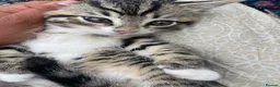 Mixed Breed cats for sale: 3 gorgeous kittens ready to leave to forever homes in Reading - Advert 4