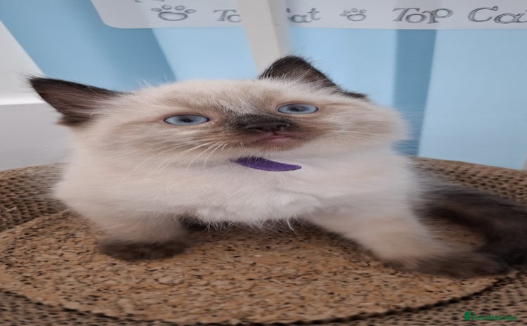 Ragdoll cats - Advert 8