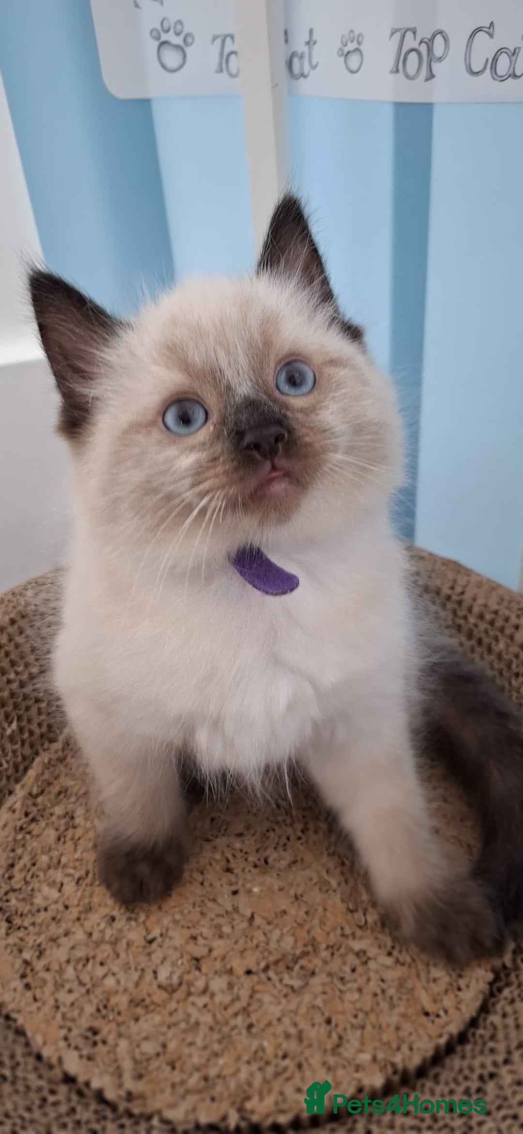 Ragdoll cats for sale: Beautiful Ragdolls 4 boys and 2 girls  - Image 1