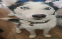 Siberian Husky dogs for sale: gorgeous huskies puppies for sale! - Image 7