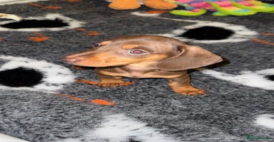 Miniature Dachshund dogs 🩵🩷Stunning KC Reg Mini Dachshunds🩵🩷 - Advert 14