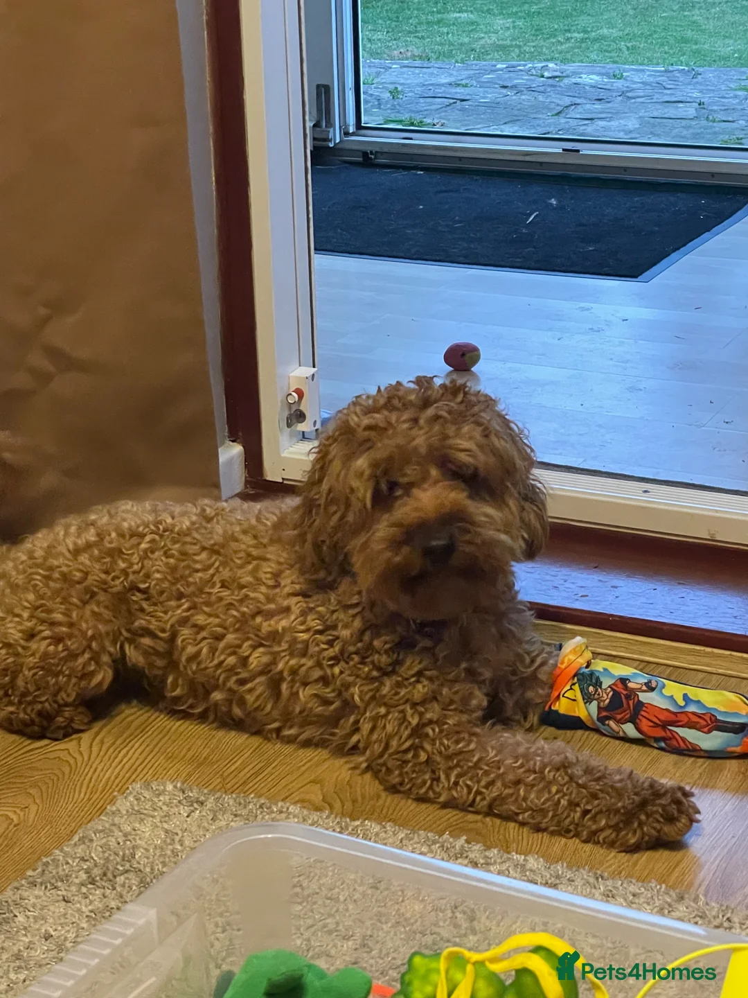 Cavapoo dogs for stud: For stud  in Feltham - Advert 1