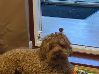 Cavapoo dogs For stud - Advert 2