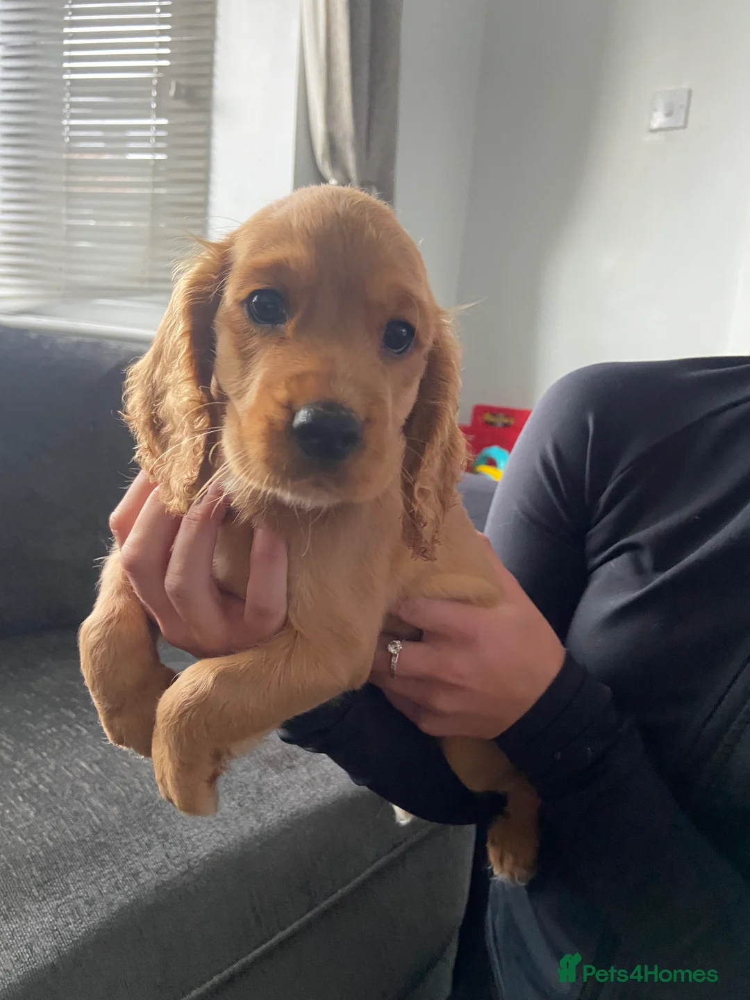 Cocker Spaniel dogs for sale: Cocker spaniel puppies  in York - Advert 14