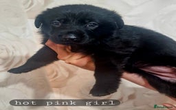 German Shepherd dogs for sale: Working line german shepherd puppies  - Image 6