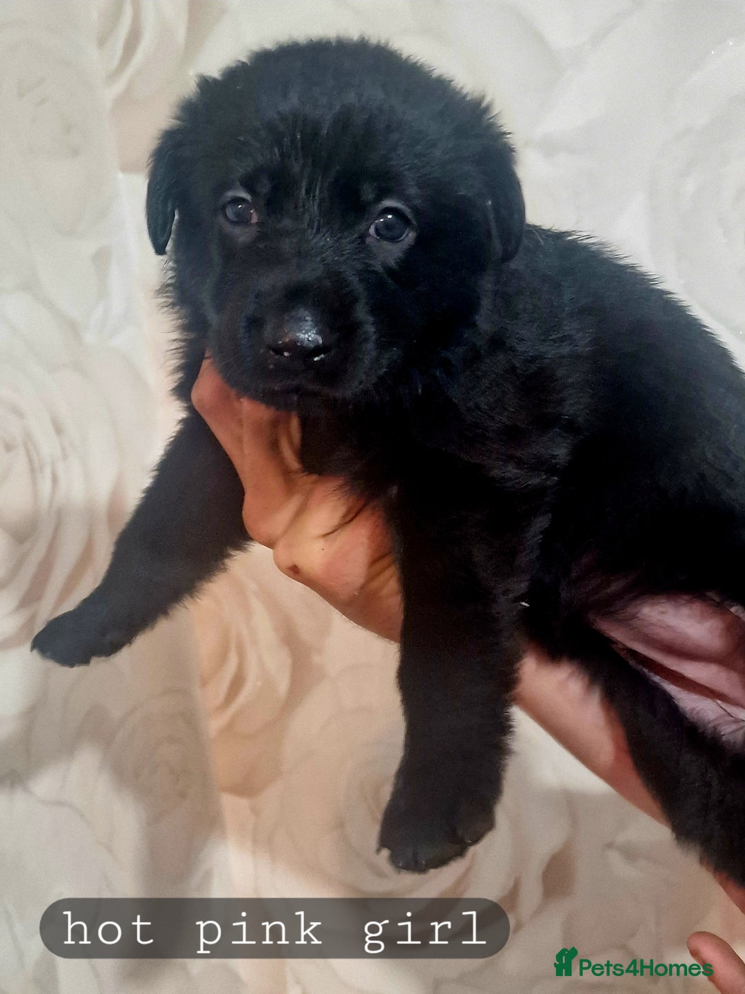 German Shepherd dogs for sale: Working line german shepherd puppies  - Image 6