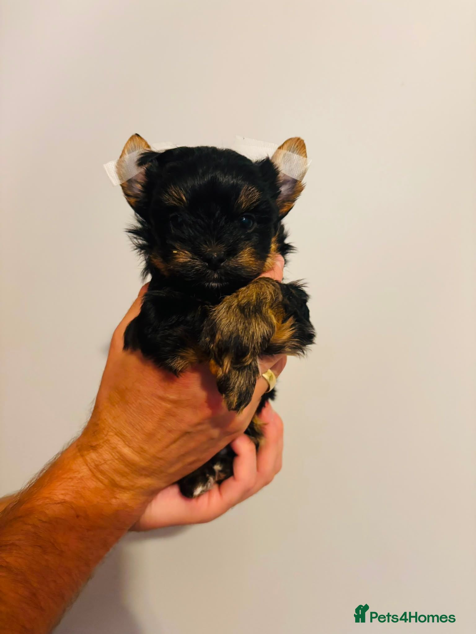 Yorkshire Terrier dogs Beautiful Yorkshire Terrier Puppies IHR Pedigree - Advert 2