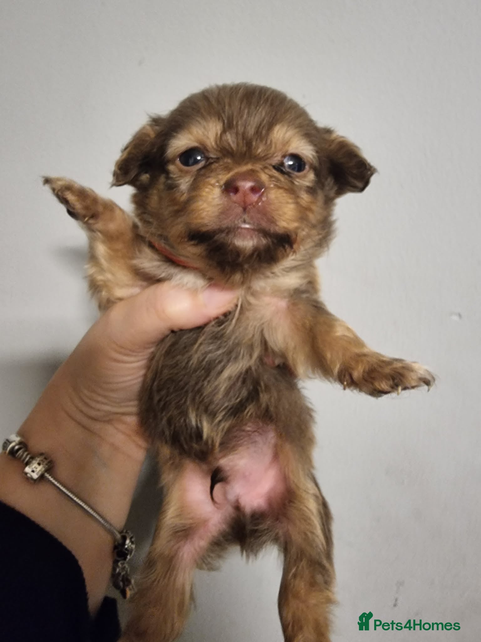 Mixed Breed dogs Miniature Dachshund x Pomeranian Puppies - Advert 2