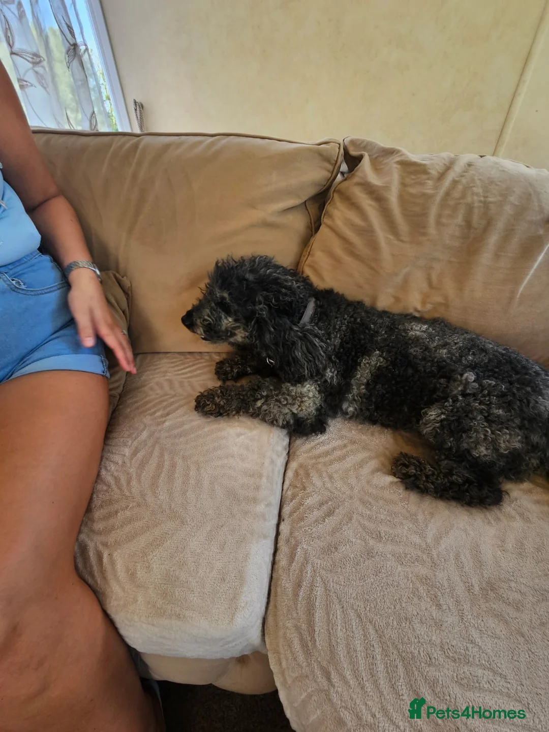 Cockapoo dogs for sale: Cockerpoo puppies in Cheltenham - Advert 10
