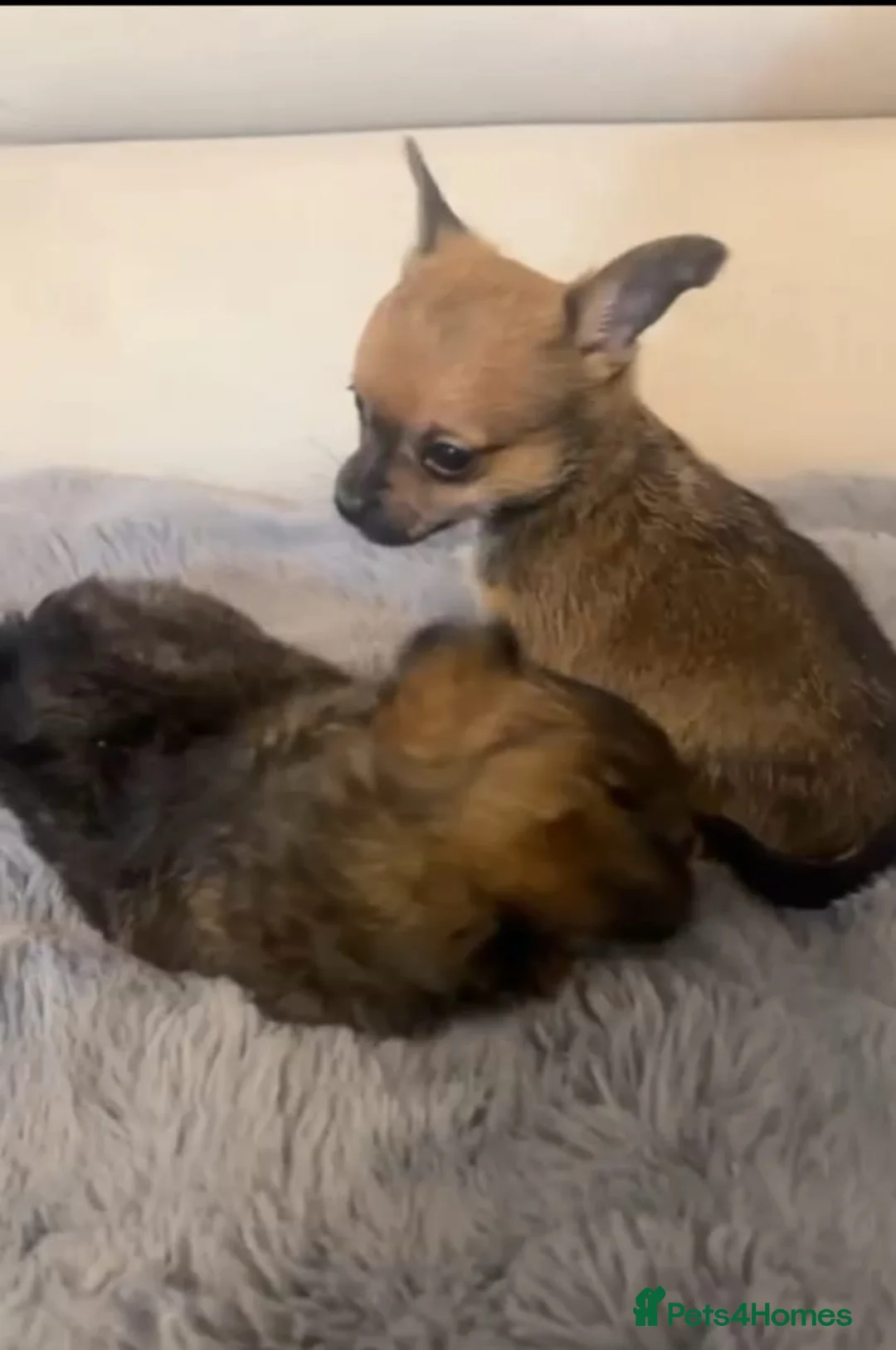 Chihuahua dogs for sale: Adorable Chihuahua puppies in Southsea - Advert 2