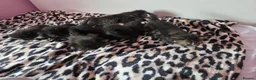Perdoll cats for sale: Kittens  - Advert 8