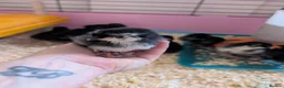 Chickens poultry for sale: Black copper marans/ australorp chicks  - Advert 4