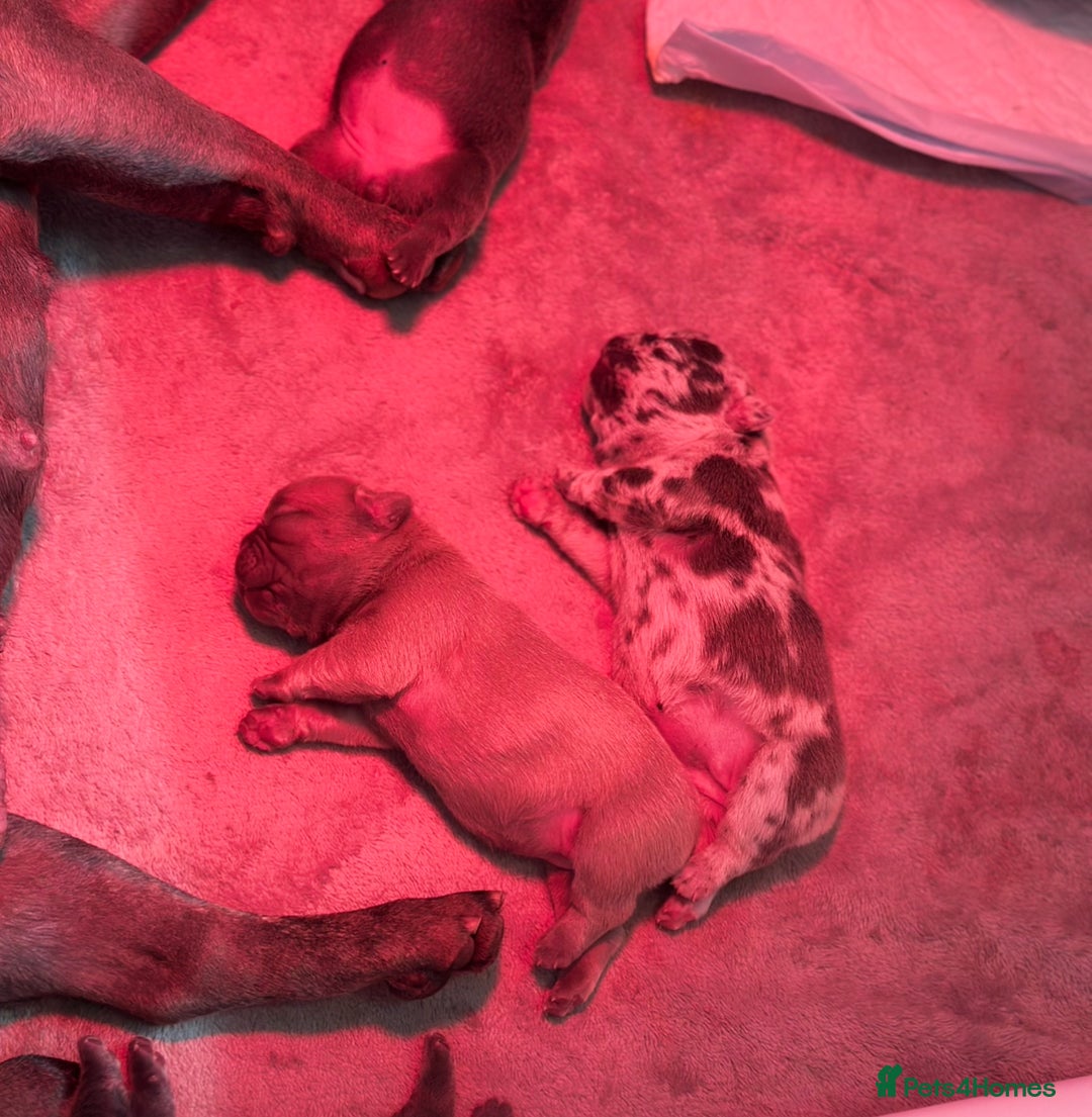 French Bulldog dogs for sale: 4 Beautiful Girl Frenchie's  - Image 6